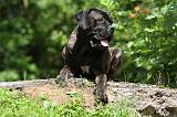 CANE CORSO 936